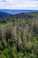 Panorama sur la For&ecirc;t Noire, vue du haut d'une tour de contr&ocirc;le.