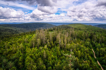 Fototapeta na wymiar Panorama sur la Forêt Noire, vue du haut d'une tour de contrôle.