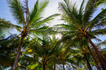 Fototapeta na wymiar coconut palm trees leafs front of sun at Phuket Thailand.