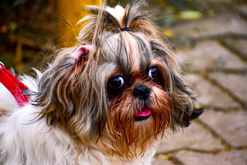 Shih Tzu dog breed with a cute pony tail on its head with tongue out photographed outside on a...