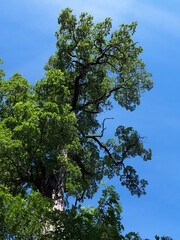 Tall tree against the background of blue sky - Poland, Parkowo 