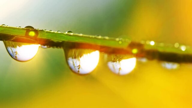 drops of dew on a green grass