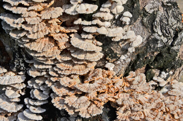 Beautiful pattern of wild mushrooms on the old bark