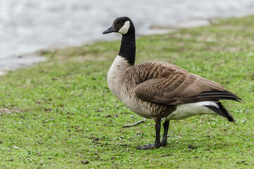 canada goose on the grass