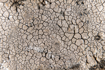 Lichen