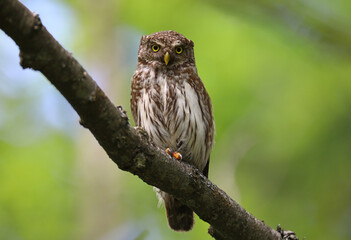 Pigmy owl on the branch