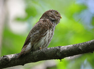 Pigmy owl on the branch