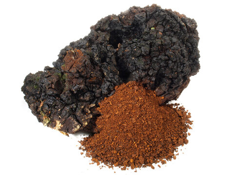 Chaga Pilz - getrocknet