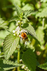 ladybird on a branch of a plant