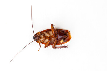 cockroach isolated on white background (top view)