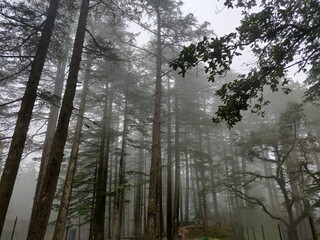 Beautiful Foggy Trees in Mountains