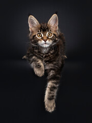 Beautifully marked marbled tortie Maine Coon cat kitten, laying down facing front with paws hanging over edge. Looking towards camera with yellow eyes. Isolated on black background.
