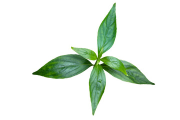 Green leaves of herbal medicine plant Kariyat or green chireta (Andrographis paniculata) on white background with clipping path. The plant has found the ability to suppress coronavirus COVID-19.
