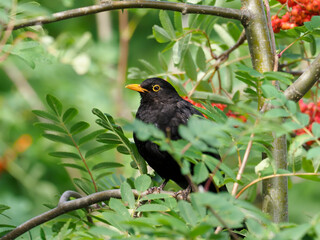 Blackbird, Turdus merula