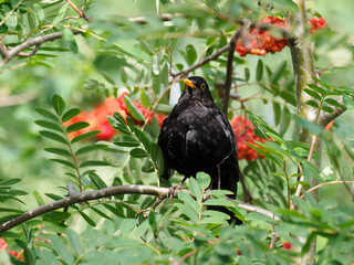 Blackbird, Turdus merula