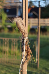 hay bundled on a fence in the light of the setting sun