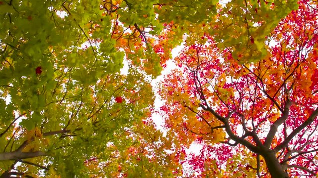 Bright Maples Shed their Leaves. The upward-facing camera rotates slowly among tall maples from which bright autumn foliage slowly falls