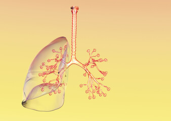 Human lungs with bronchi and pulmonars alveoli, artwotk