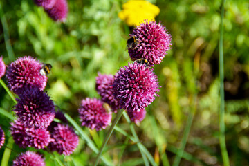 Violetter Kugel-Lauch mit Insekten im Botanischen Garten in Gütersloh im Juli, Allium sphaerocephalon, Zierpflanze in Rabatten