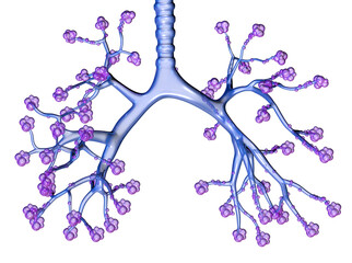 Bronchi and pulmonars alveoli, artwotk