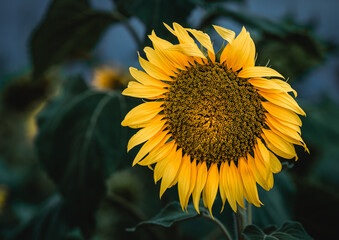Naklejka premium Close-up with sunflower at sunrise