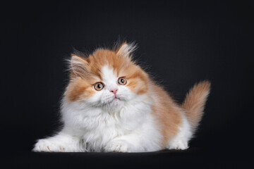 Cute red with white British Longhar kitten, laying down. Looking playful up beside camera. Isolated on black background.