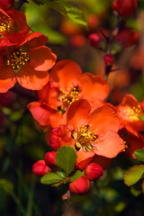 Chaenomeles flowers, Japanese quince, shrub with orange small flowers