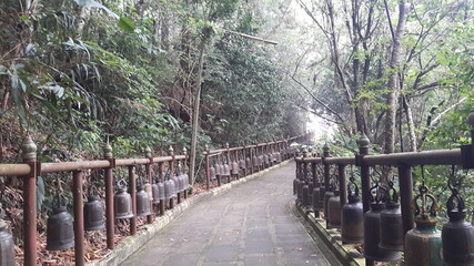 bridge in the forest