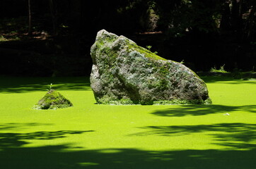 緑の池と苔むした岩