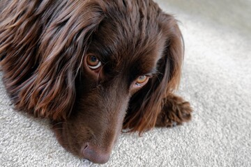 cute spaniel