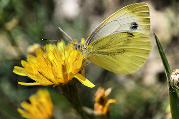 On a blurred background, a yellow butterfly on wildflowers