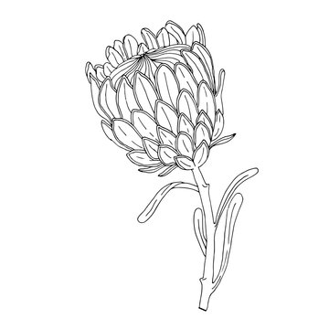 Protea flower handmade drawing in sketching technique. Graphic design for wedding invitations, prints on t-shirts and posters in the Scandinavian style.
Vector image on a white background.