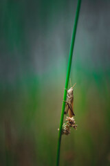 Criquet sur une tige