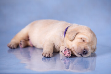 little labrador puppy lies on a glass surface in the studio.