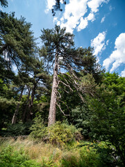 The Giants of the Sila of Fallistro. Giant pinus laricio inside I Giganti della Sila Nature Reserve, also known as I Giganti di Fallistro in Sila National Park - Calabria, Italy