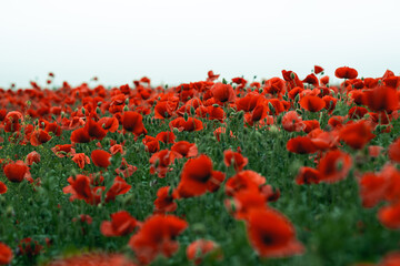 high angle photo of poppy flowers