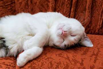  A white cat is Napping on a red sofa.