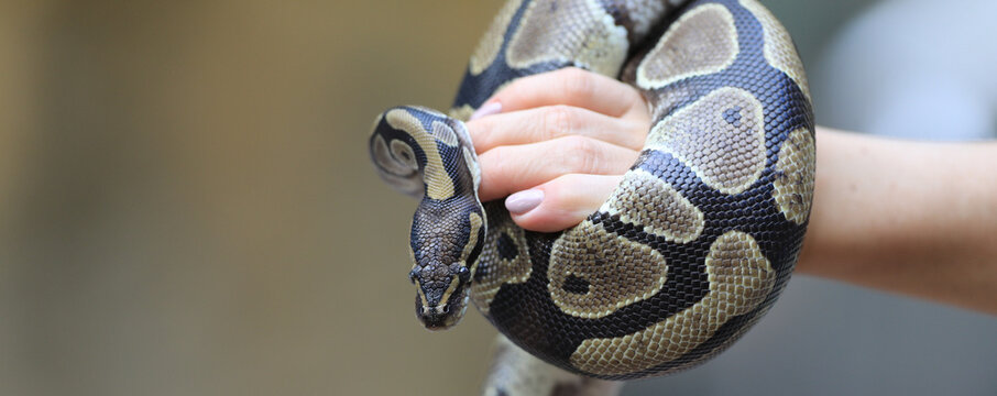 closeup snake python on hand