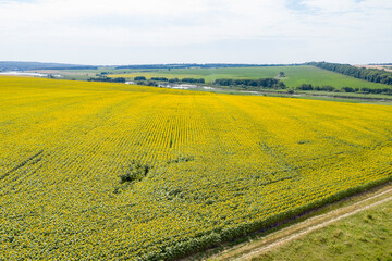 sunflower field, agriculture, view from above