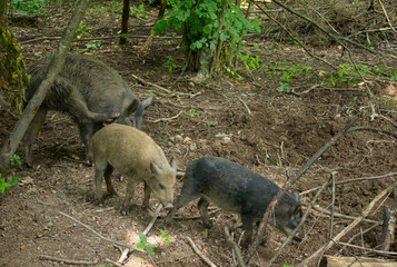 wild boars in a forest glade
