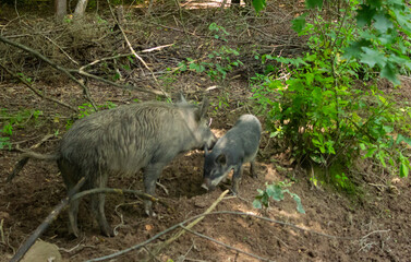 wild boar with a young wild boar in the forest