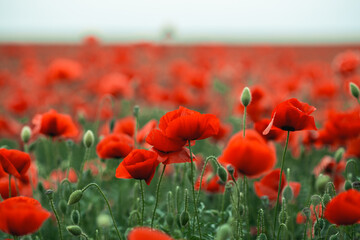 Isolated poppy flower in the poppy field