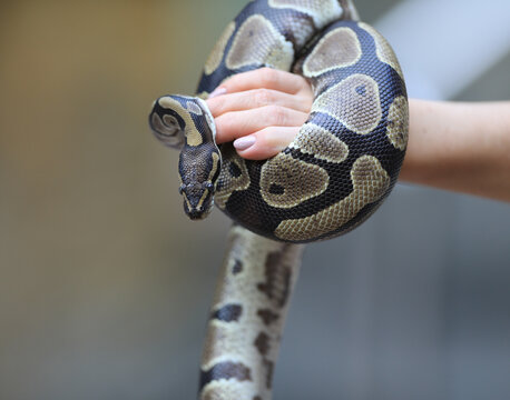 closeup snake python on hand