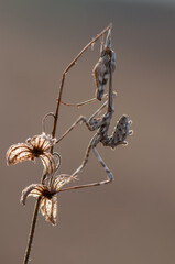 Empus Pennata on the thorn in the autumn afternoon waiting for prey