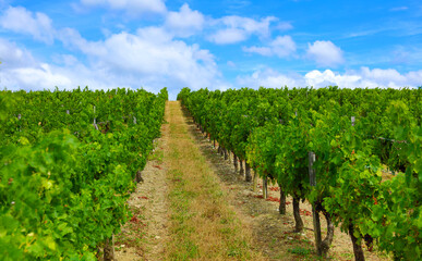 Fototapeta na wymiar vineyard in France Medoc, Bordeaux