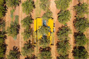 Almond tree harvest using a Mechanical arm to shake ripe Almonds off the tree, Top down aerial view.