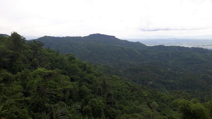 forest in the mountains