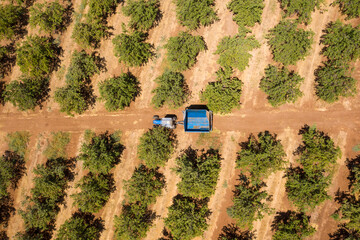 Blue Tractor crossing an Almond tree orchard, Aerial image.