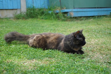Cat in the garden.