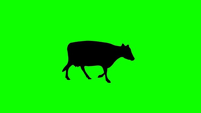 Silhouette of the walking caw, animation on the green background